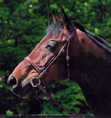 Stubben Closeout Bridles