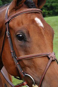 Arc de Triomphe Imperial Figure 8 Bridle