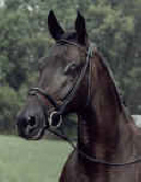 Arc de Triomphe Mirage Rolled Bridle