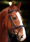 Amigo Bridle with Flash