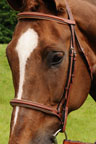 Arc de Triomphe Liberty Bridle