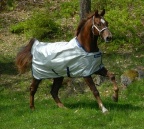 Shires Performance Maxi-Flow Fly Sheet