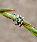Jumpline Designs Pole Collection Ring