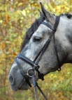 KL Select Signature Dressage Bridle