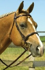 Perri's Raised Snaffle Bridle
