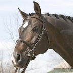 Stubben Dublin Snaffle Bridle