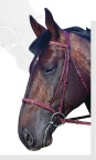 Treadstone Padded Raised Bridle with Fancy Stitching