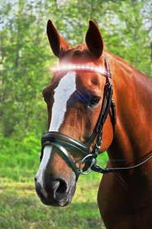 Headlightz LED Crystal Browband