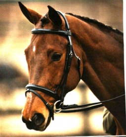 Bridleway Dressage Bridle