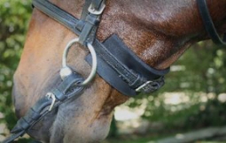 Ridewell Chin and Crown Guard